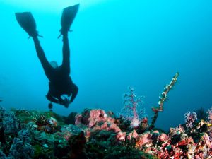 Scuba Diver (NVQ 3 & 4)