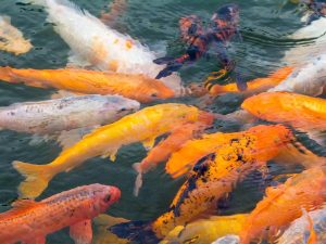 Ornamental Fish Culture and Management