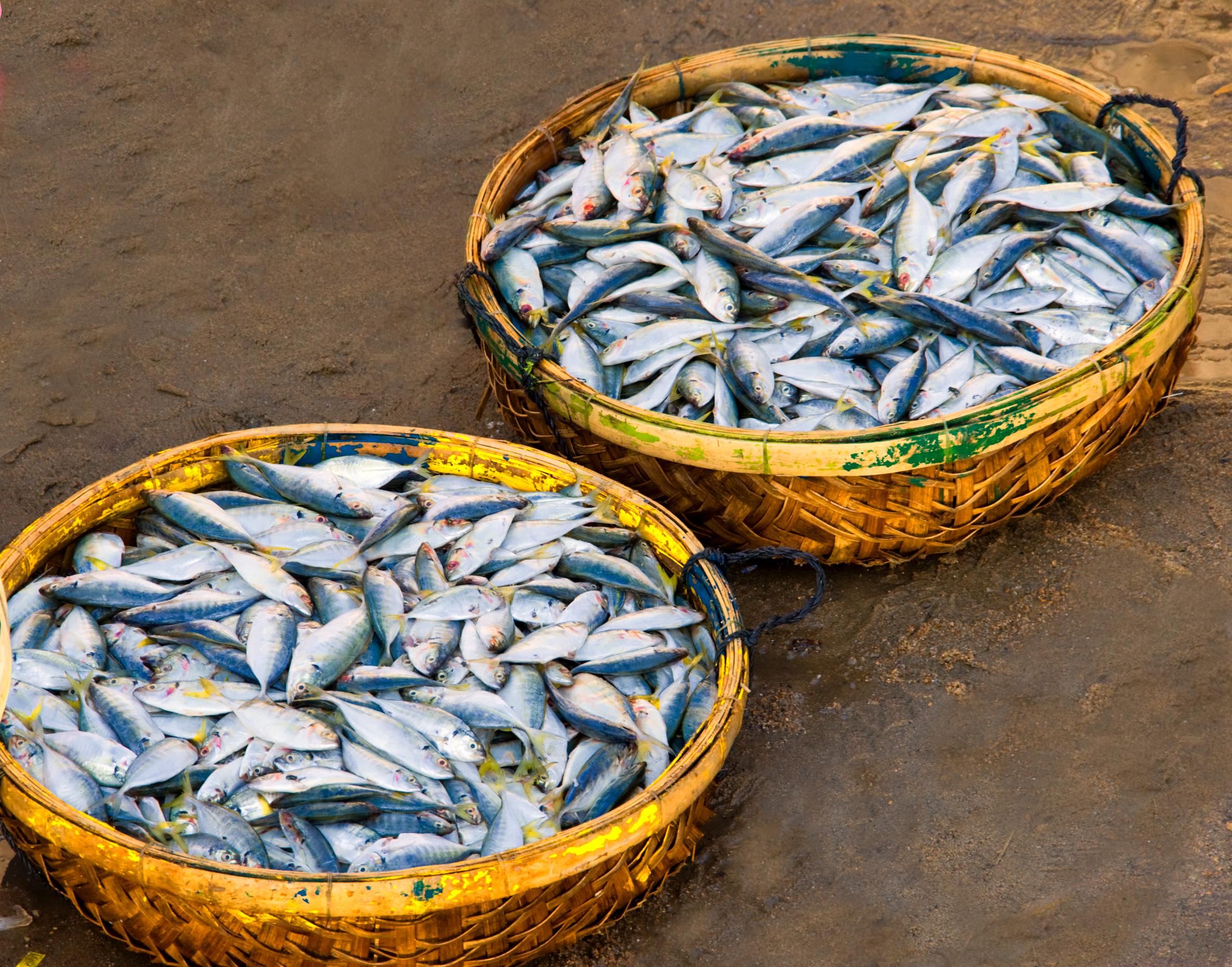 baskets-of-fish-2025-04-05-04-46-23-utc (1) baskets-of-fish-2025-04-05-04-46-23-utc (1)