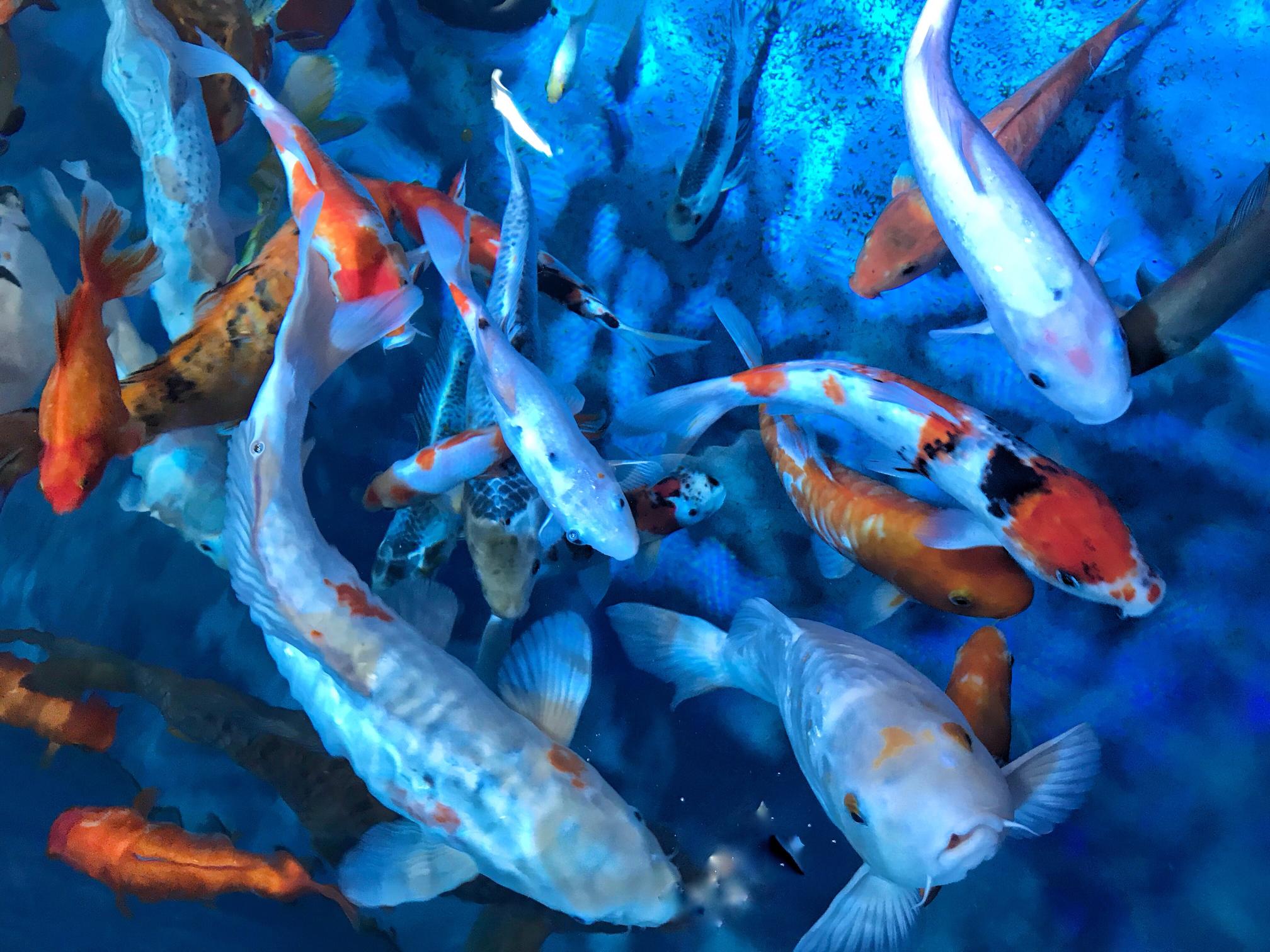 bright-and-colorful-background-made-by-blue-water-2024-12-02-21-32-50-utc (1) bright-and-colorful-background-made-by-blue-water-2024-12-02-21-32-50-utc (1)