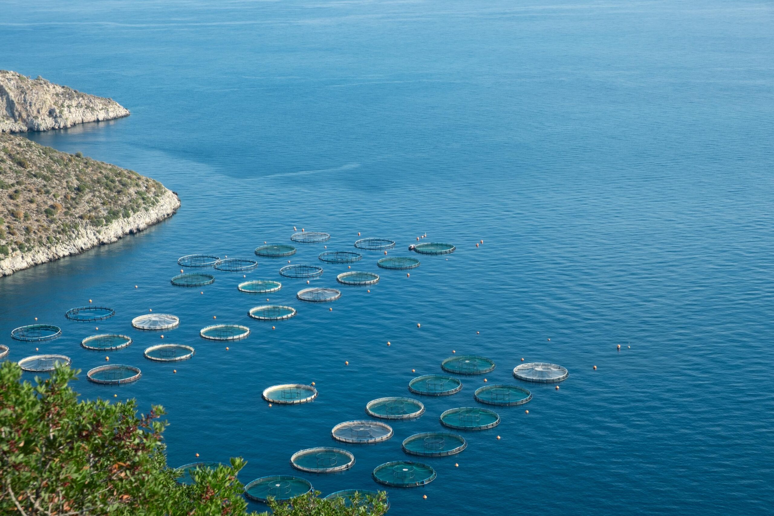 fishing-farm-cages-in-aegen-sea-greece-2025-01-09-06-11-57-utc (1) fishing-farm-cages-in-aegen-sea-greece-2025-01-09-06-11-57-utc (1)