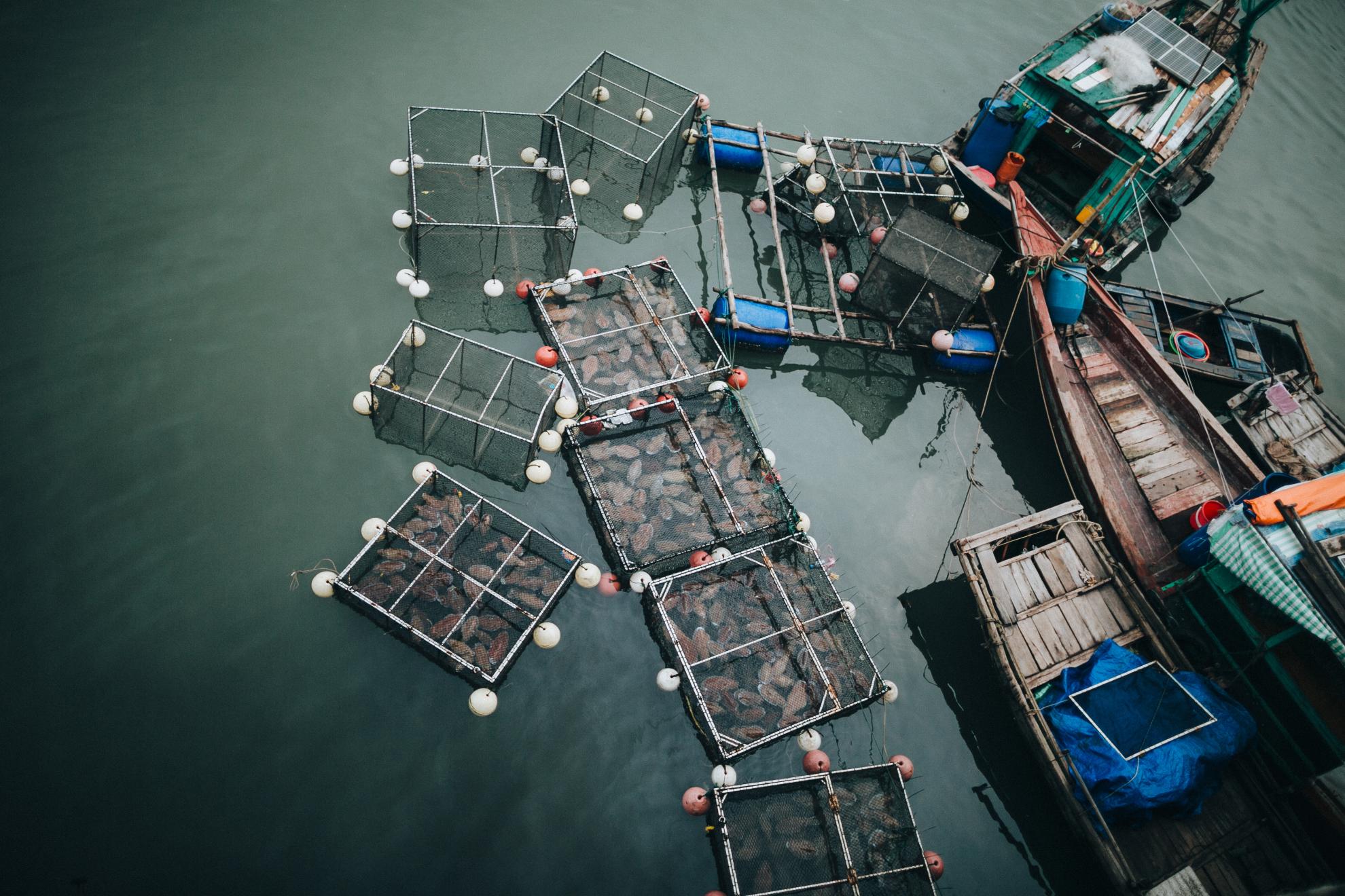 top-view-of-boats-and-containers-with-fish-in-wate-2024-11-19-08-34-29-utc (1) top-view-of-boats-and-containers-with-fish-in-wate-2024-11-19-08-34-29-utc (1)