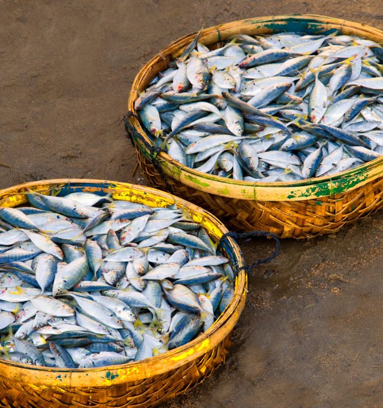 baskets-of-fish-2025-04-05-04-46-23-utc (1)