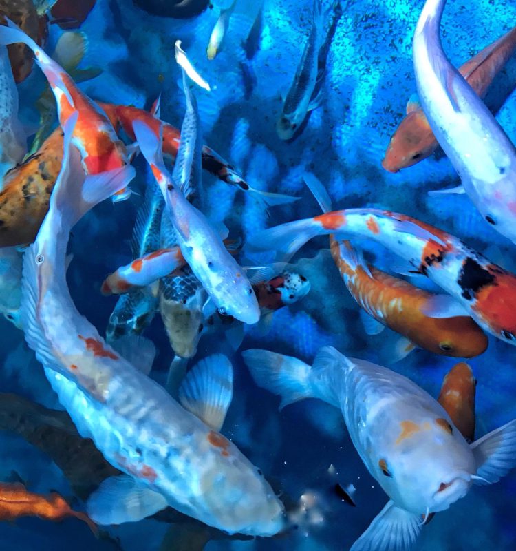 bright-and-colorful-background-made-by-blue-water-2024-12-02-21-32-50-utc (1)