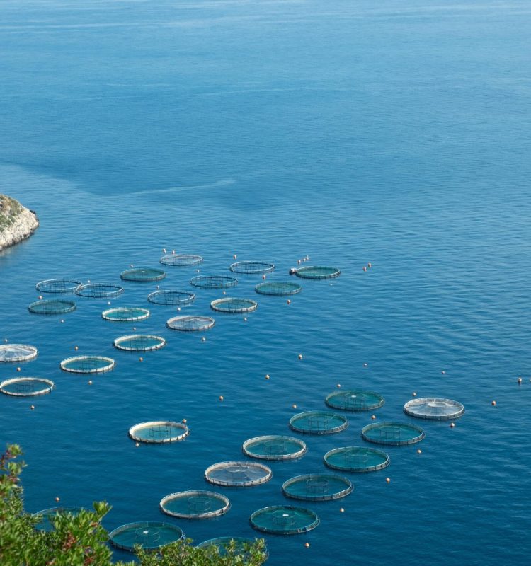 fishing-farm-cages-in-aegen-sea-greece-2025-01-09-06-11-57-utc (1)