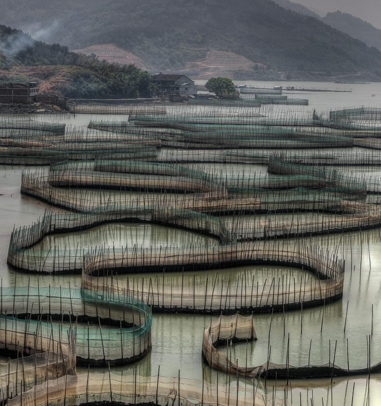 prawn-rings-and-mountains-2024-09-13-07-27-45-utc (1)