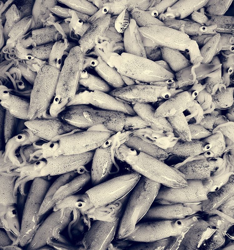 squid-seafood-fresh-raw-food-min