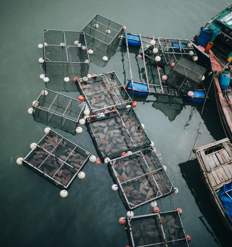 top-view-of-boats-and-containers-with-fish-in-wate-2024-11-19-08-34-29-utc (1)